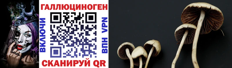 kraken зеркало  как найти закладки  Бронницы  Галлюциногенные грибы Psilocybine cubensis 